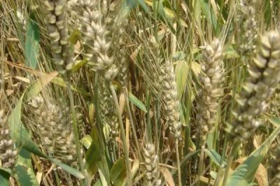 许麦1706小麦品种的特性，每亩适宜基本苗18～22万
