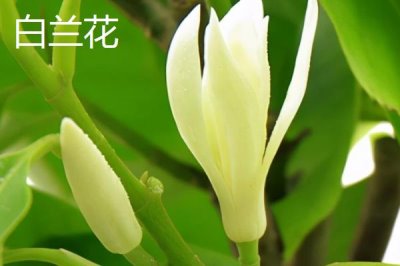 白兰花和玉兰花的区别,科属、形态、产地等均不同