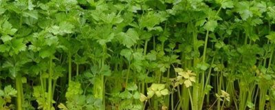 水芹的产地,原产亚洲东部