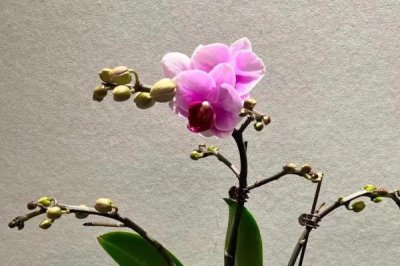 我国珍贵兰花品种介绍,常见以下十种