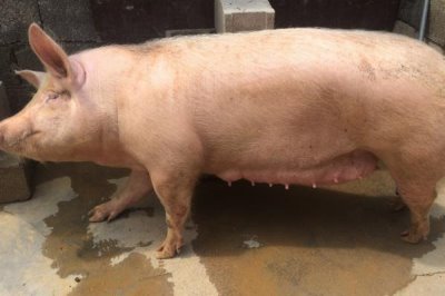 母猪便秘如何使用开塞露,一般会用到3-4支