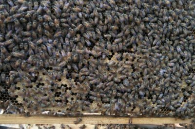 蜜蜂养殖十大忌讳，切忌胡乱饲养