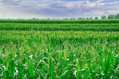 承玉48玉米种简介,大喇叭口期喷药防治玉米螟