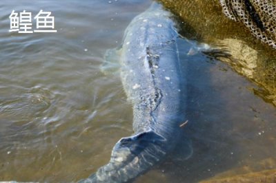 鳇鱼与鲟鱼的区别,达氏鳇为鲟鱼中的一种