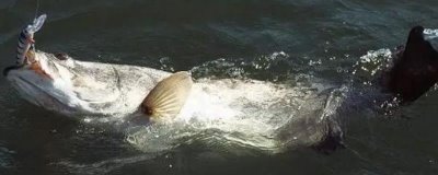 野钓用海夕3号还是海夕4号,要根据实际鱼情来定