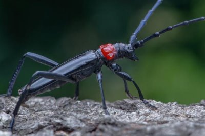 红颈天牛吃什么,幼虫孵化后在树皮下蛀食