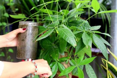 摆放发财树的禁忌，不可放在横梁下、茶几旁、卫生间等地方