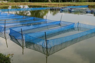 翘嘴红鲌怎么养殖,鱼苗放养要趁早