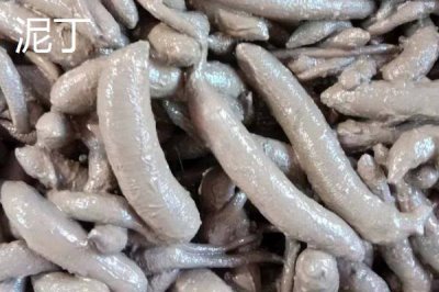 泥丁和沙虫的区别，泥丁外观像钉子、沙虫外观像肠子