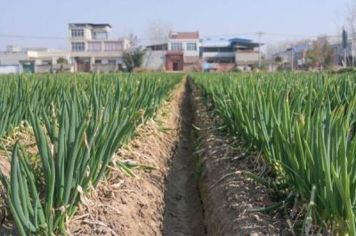 大葱高产施肥方法,播种前可将全部磷肥深施入土