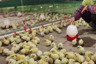 鸡苗多大能散养，1-2个月左右即可