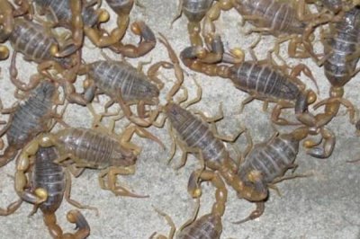 蝎子一年可以繁殖几次，1年可以繁殖2次