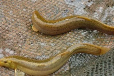 如何钓鳟鱼，肉食性鱼类建议选择荤饵