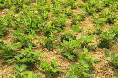 花生的主产地,我国是世界第一花生生产大国