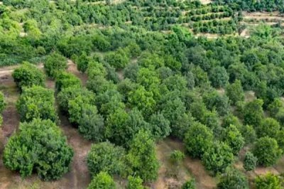 在家加工什么可以赚钱,小腌菜加工、糕点加工等项目值得考虑