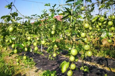种植百香果的效益，种植当年一亩地可获2500元左右的纯利润