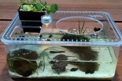 乌龟怎么喂养，要遵循以下四个原则