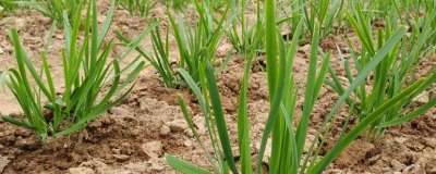 韭菜的种植时间，可春播、夏播、秋播