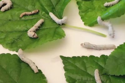 养蚕的注意事项,一定要选择新鲜的桑叶