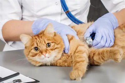 给猫咪喂食猫草片的作用,可帮助猫咪将体内堆积的毛球