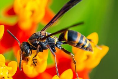 马蜂报复的原理,依靠信息素标记入侵者并引导蜂群攻击