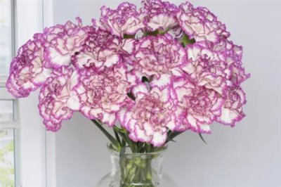 怎么让水养康乃馨花苞开花，要经常换水