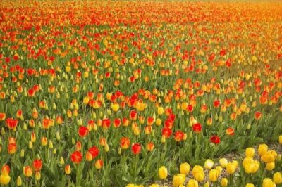 郁金香有哪些品种,可分为早花、中花、晚花这三种品系