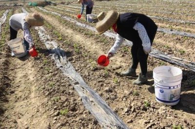 农用酵素的制作方式,原料为红糖、水果原浆等