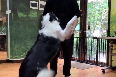 狗狗被惯坏的表现,表现为人来疯、无理取闹等