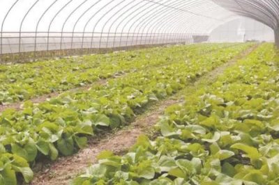 大棚蔬菜浇水注意事项,三浇、三控、三留心