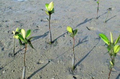 根系发达的树种有哪些,常见的有榕树、红树等