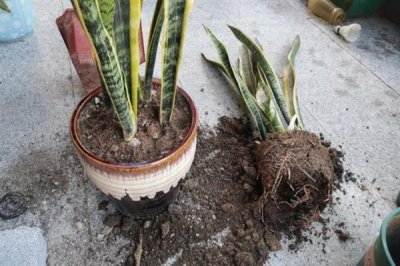 花卉盆栽土如何配制，根据植株的生长情况选择适合的基质