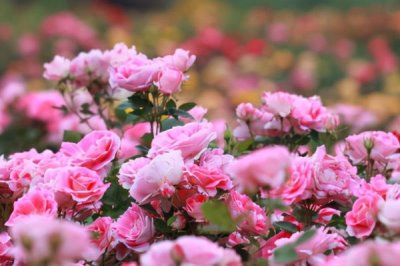 保加利亚玫瑰花的花语，花语是爱情、勇敢等