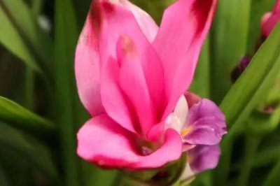 姜荷花花谢了怎么办,花谢了之后需要及时修剪