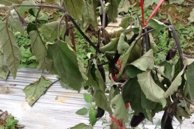 茄子猝倒病的防治方法，种植前用药剂处理种子和土壤