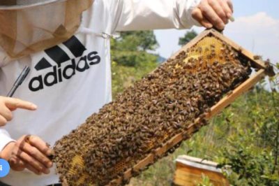 养蜂有没有补贴,取决于当地的政策