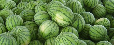 大型西瓜品种,这些品种最大可达40斤