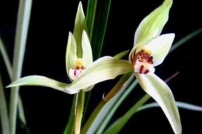 兰花如何过冬,必须要及时搬进室内