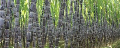 秋季如何管理甘蔗，蔗田需做好防风措施