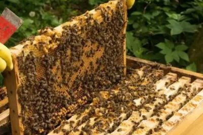 蜜蜂秋繁的起止时间,南方通常于9-10月份的时候开始秋繁