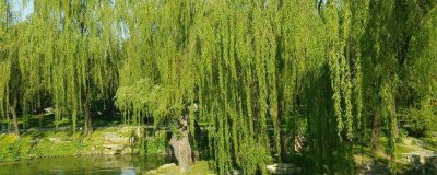金丝柳的产地，原产东北、华北、西北