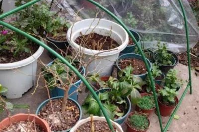 怎么扦插三角梅，剪取健康的枝条插入土壤中