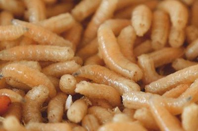 钓鲫鱼什么饵料,可用蚯蚓、红虫、麦粒等