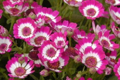 瓜叶菊的养护方法,平时要按照“不干不浇、浇则浇透”的原则提供水分