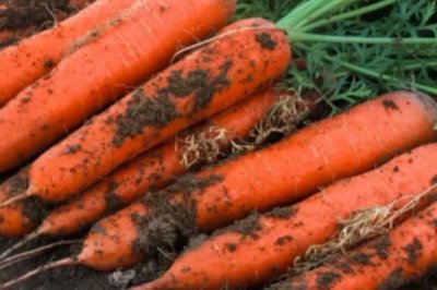 胡萝卜如何选购，把好这五关