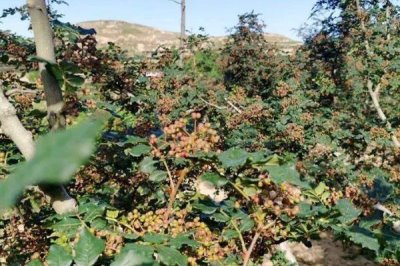 种花椒树能不能赚钱,相关资源充足时通常可以赚到钱