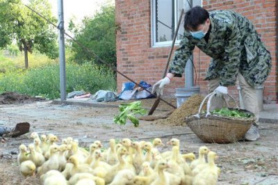 小鹅的食物，用菜叶搭配碎米饲喂雏鹅