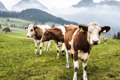 养一头牛一年的纯利润，利润为5700-5900元左右