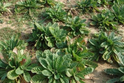 地黄的生长条件,越是荒山越是生长