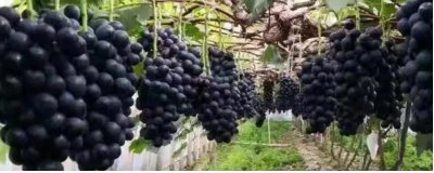 河北秦皇岛有哪些特产,昌黎葡萄畅销全国各地